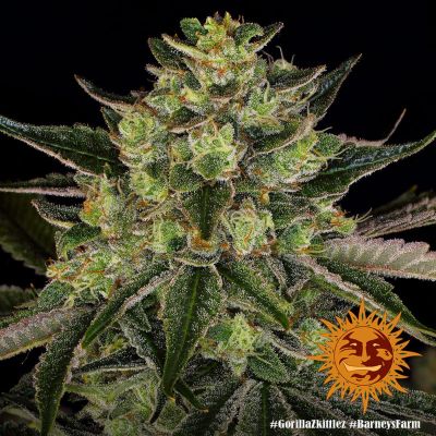 Gorilla Zkittlez Feminized Cannabis Seeds