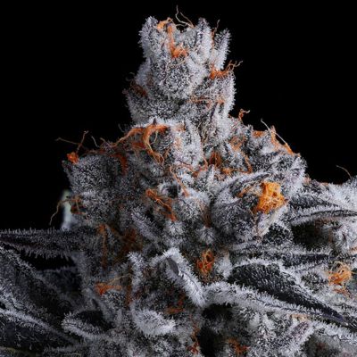 High MARS