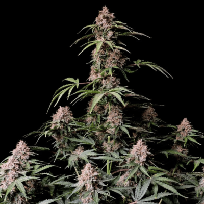 AMNESIA ZKITTLEZ AUTO
