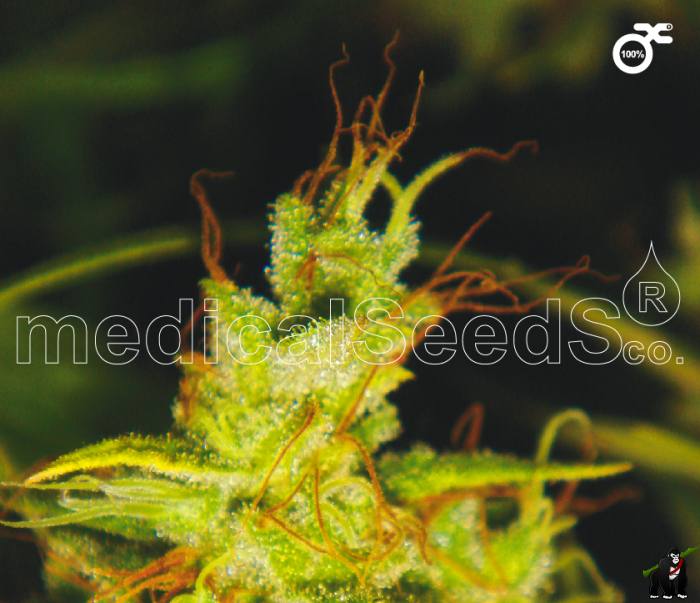 2046 Feminized Seeds