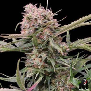 5-Star Bulk Cannabis Seeds