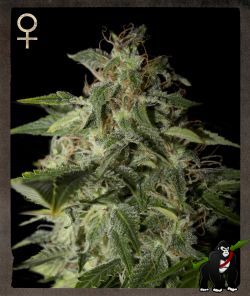 Afgooey Feminised Seeds