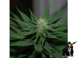 Auto Jock Horror Feminised Seeds