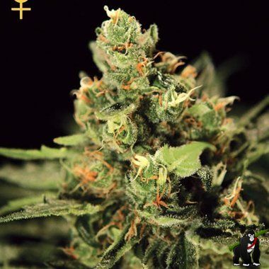 Greenhouse Seeds Big Bang Auto Feminized