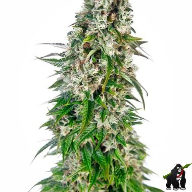 Big Bud Auto