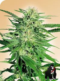 Big Bud Regular Seeds