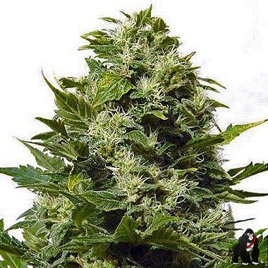 Big Buddha Bubble Cheese Feminized