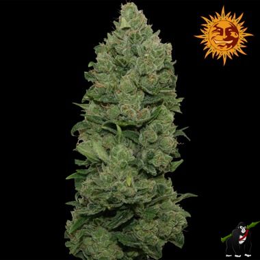 Big Buddha Cheese Dawg Feminized