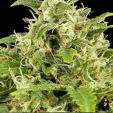 Big Buddha Critical Mass Automatic Feminized