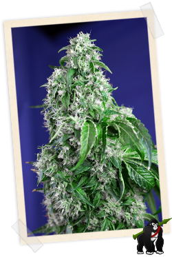 Big Devil FAST Version Feminised Seeds