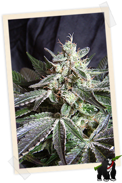 Black Jack FAST Version Feminised Seeds