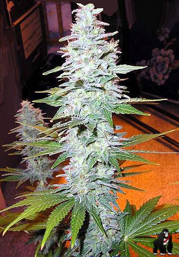 Black Widow Regular Seeds