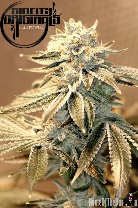 Blue Power F2 Regular Seeds