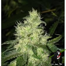 Bluehell Feminised Seeds