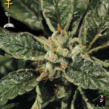 Greenhouse Seeds Bubba Kush Feminized