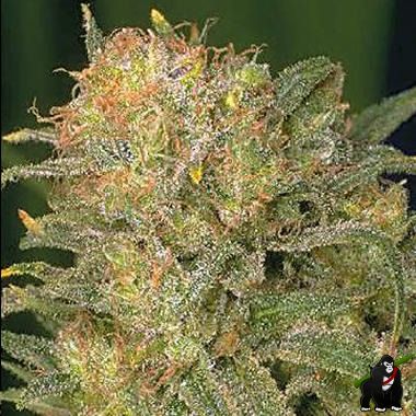 Bubble Gum Feminized