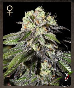 Caboose Feminised Seeds