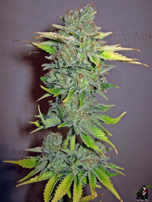 Cheese Feminised Seeds