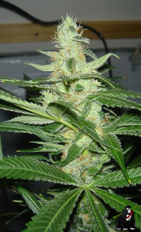 CheeseWreck Feminised Seeds