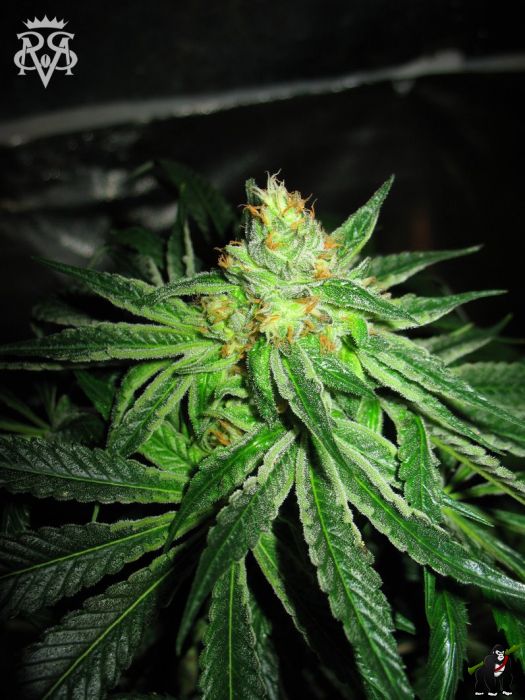 Chupacabra Feminised Seeds