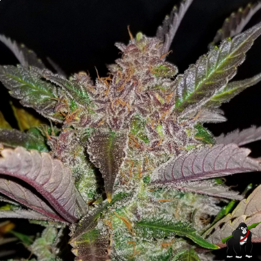 Cream Cookies Auto