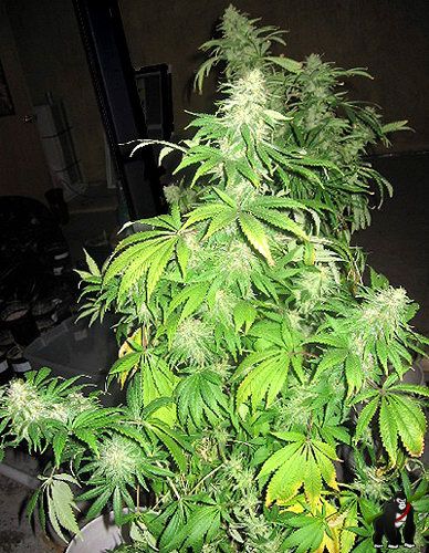 Critical Mass Regular Seeds