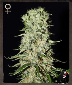 Damnesia Feminised Seeds