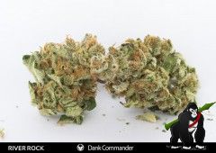 Dank Commander Regular Seeds