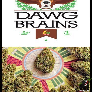 Dawg Brains