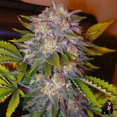 Delicious Seeds Caramelo Feminized