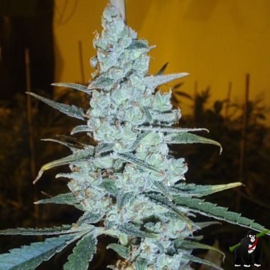 Delicious Seeds Critical Jack Herer Feminized