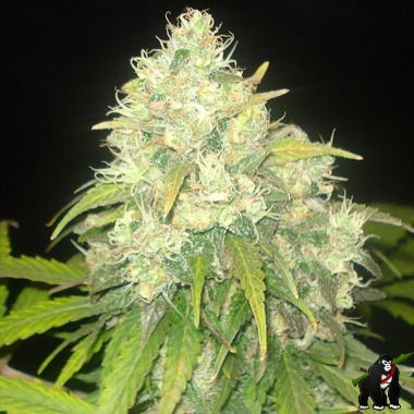 Delicious Seeds Critical Sensi Star Feminized