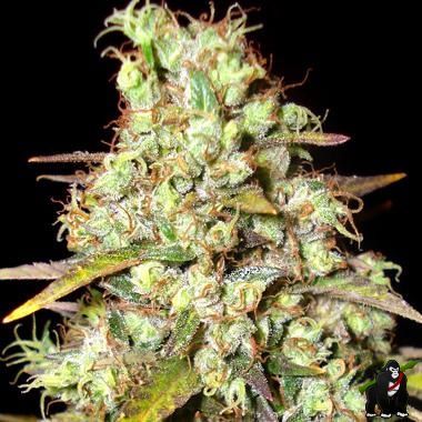 Delicious Seeds Critical Super Silver Haze Feminized