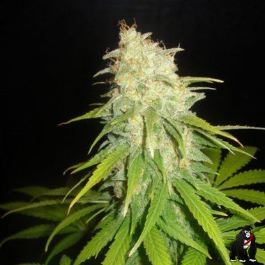 Delicious Seeds Critical Yumbolt Feminized