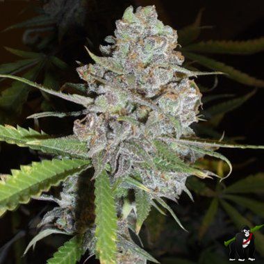 Delicious Seeds La Diva Auto Feminized