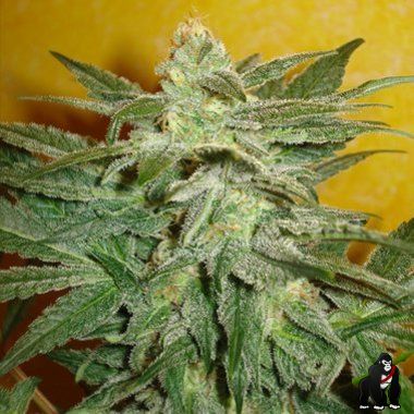 Delicious Seeds La Frutta Di Venus Auto Feminized