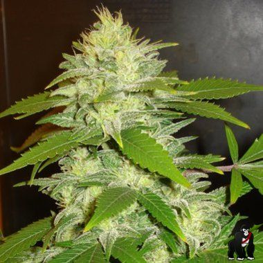 Delicious Seeds La Musa Auto Feminized