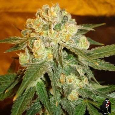 Delicious Seeds Marmalate Feminized