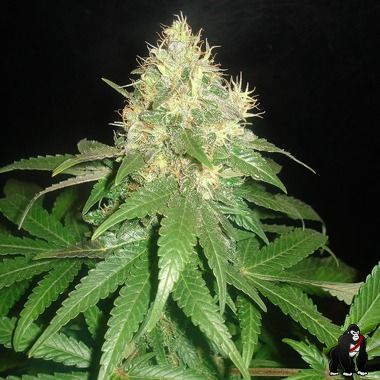 Delicious Seeds Northern Light Blue Feminized