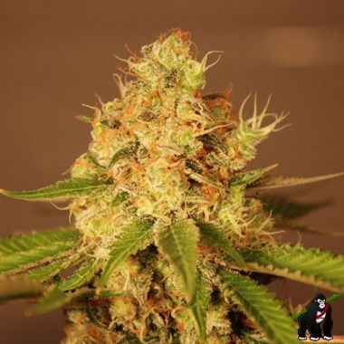 Diesel Auto