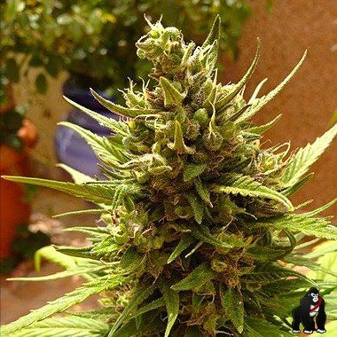 Auto Blueberry