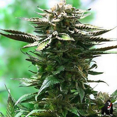 Dutch Passion Blue Moonshine Feminized