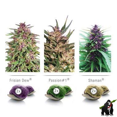 Dutch Passion Colour Mix 1 Outdoor feminized