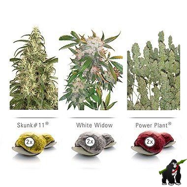 Dutch Passion Colour Mix 3 Indoor Feminized Cannabis Seeds