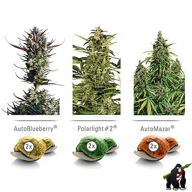 Dutch Passion Colour Mix 6 AutoFlowering Feminized