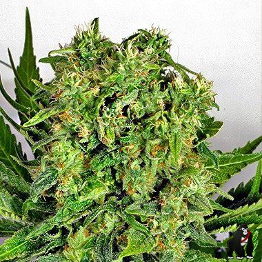 Dutch Passion Dutch Cheese Seeds Feminized