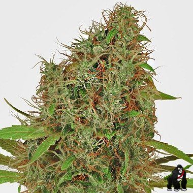 Dutch Passion Dutch Haze Feminized