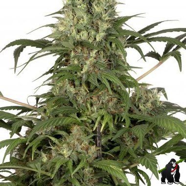 Dutch Passion Green Spirit Feminized