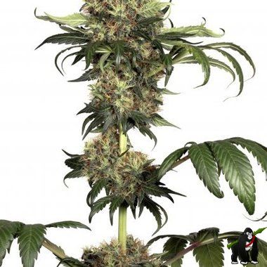 Dutch Passion Isis Feminized