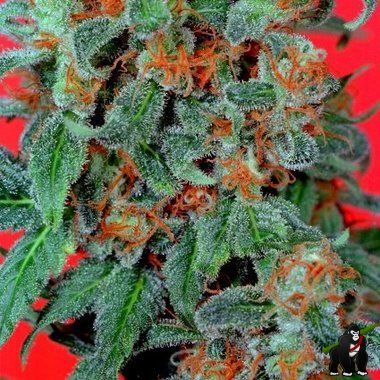 Dutch Passion Orange Bud Feminized